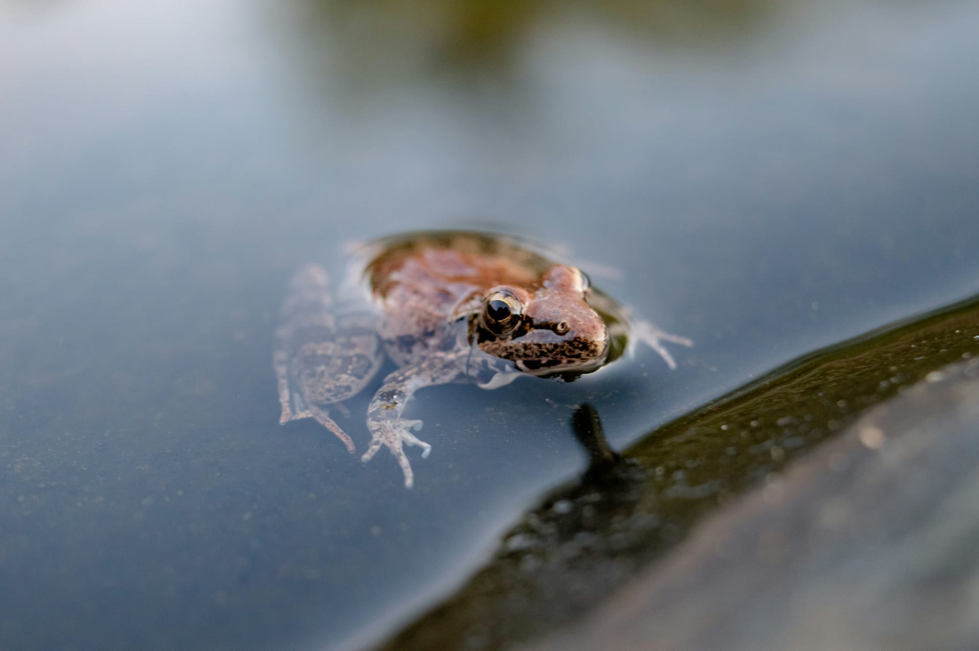 Toad in pond.